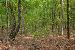 property photo for Wagon Wheel Ranch Tract 55, 7.43 acres for sale in Dent County, Missouri
