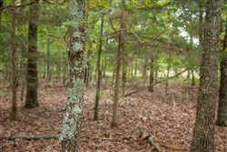 property photo for Wagon Wheel Ranch Tract 55, 7.43 acres for sale in Dent County, Missouri
