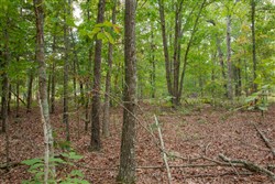 property photo for Wagon Wheel Ranch Tract 55, 7.43 acres for sale in Dent County, Missouri