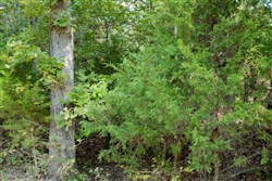 Wagon Wheel Ranch Tract 6