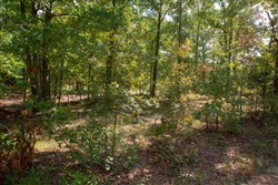 property photo for Wagon Wheel Ranch Tract 7, 5 acres for sale in Dent County, Missouri