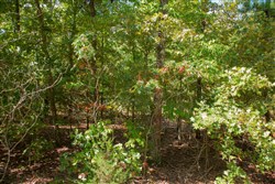 property photo for Wagon Wheel Ranch Tract 7, 5 acres for sale in Dent County, Missouri
