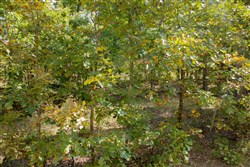 property photo for Wagon Wheel Ranch Tract 7, 5 acres for sale in Dent County, Missouri