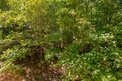 property photo for Wagon Wheel Ranch Tract 8, 5 acres for sale in Dent County, Missouri