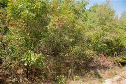 property photo for Wagon Wheel Ranch Tract 8, 5 acres for sale in Dent County, Missouri