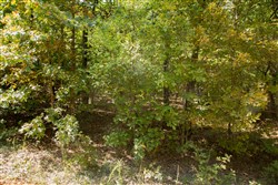 property photo for Wagon Wheel Ranch Tract 9, 7.5 acres for sale in Dent County, Missouri