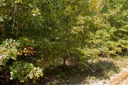 property photo for Wagon Wheel Ranch Tract 9, 7.5 acres for sale in Dent County, Missouri