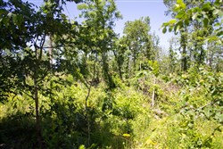 property photo for Timber Crossing Tract 10, 7.95 acres for sale in Douglas County, Missouri