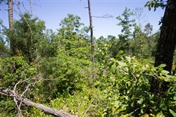 property photo for Timber Crossing Tract 10, 7.95 acres for sale in Douglas County, Missouri