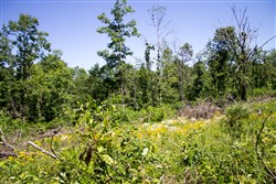 property photo for Timber Crossing Tract 10, 7.95 acres for sale in Douglas County, Missouri