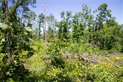 property photo for Timber Crossing Tract 10, 7.95 acres for sale in Douglas County, Missouri