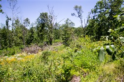 property photo for Timber Crossing Tract 10, 7.95 acres for sale in Douglas County, Missouri