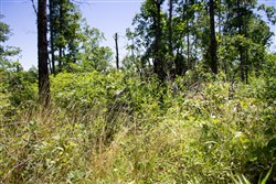 Timber Crossing Tract 23