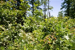 Timber Crossing Tract 23