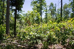 Timber Crossing Tract 23