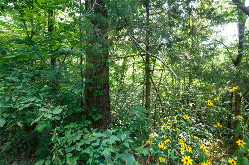 Springlake Tract 11