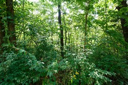 Springlake Tract 11