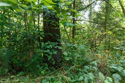 Springlake Tract 11