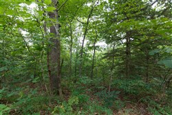 Springlake Tract 37