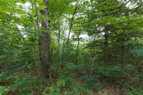 Springlake Tract 37