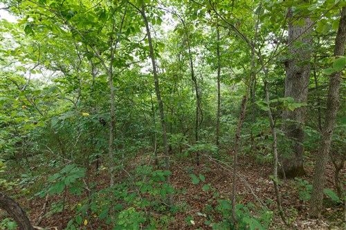 Springlake Tract 37