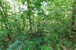 Springlake Tract 37