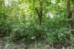 Springlake Tract 55