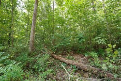 Springlake Tract 55