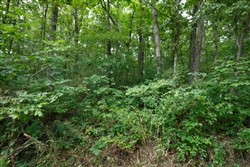 Springlake Tract 57