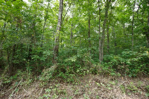 Springlake Tract 57
