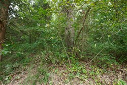 Springlake Tract 58