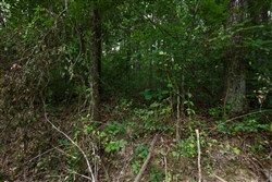 Springlake Tract 58
