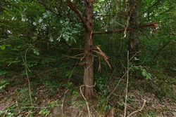 Springlake Tract 59