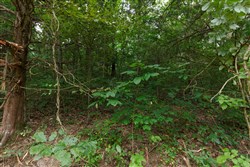 Springlake Tract 59