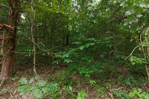 Springlake Tract 59