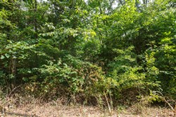Springlake Tract 67