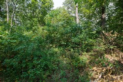 Springlake Tract 9