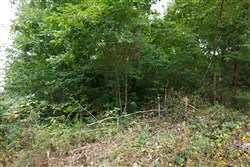 Springlake Tract 111