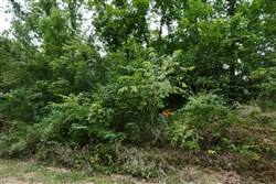 Springlake Tract 111