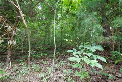 Springlake Tract 112