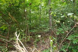 Springlake Tract 113