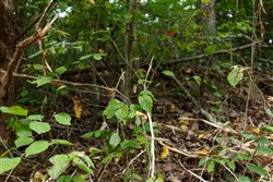 Springlake Tract 113