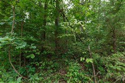 Springlake Tract 113