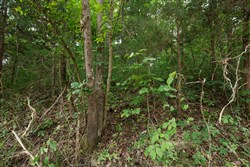 Springlake Tract 116