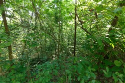Springlake Tract 37