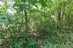 Springlake Tract 37