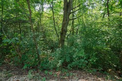 Springlake Tract 38