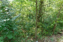 Springlake Tract 38