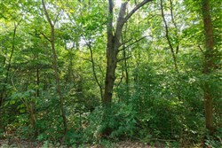 Springlake Tract 38