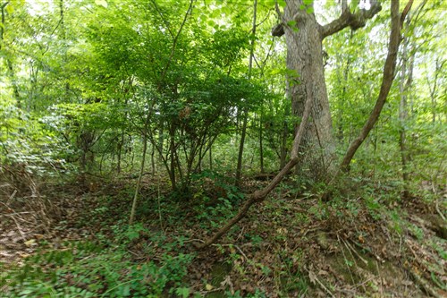 Springlake Tract 59